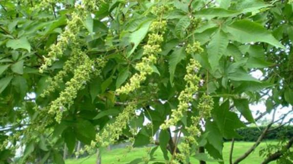 農村一種黃荊木,人們常砍它當柴燒,殊不知它的籽可做枕頭 農村一種黃荊木,人們常砍它當柴燒,殊不知它的籽可做枕頭