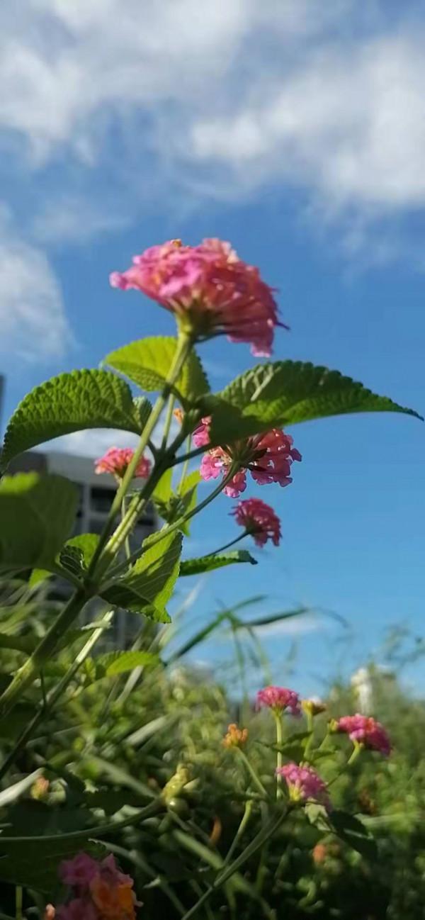 雲彩下的山城系列（四）