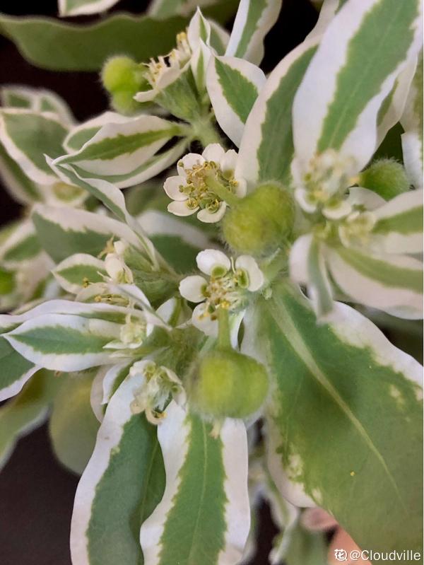 5種花,光聽名字就很美,看到實物後,網友感嘆:名不虛傳 5種花,光聽名字就很美,看到實物後,網友感嘆:名不虛傳