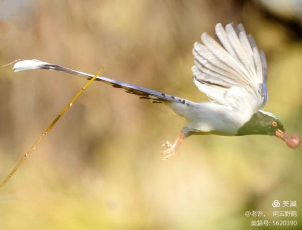 不為雞犬是戰狼，但看紅嘴藍鴉鵲