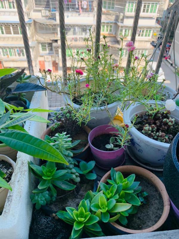 陽臺小植物 陽臺小植物