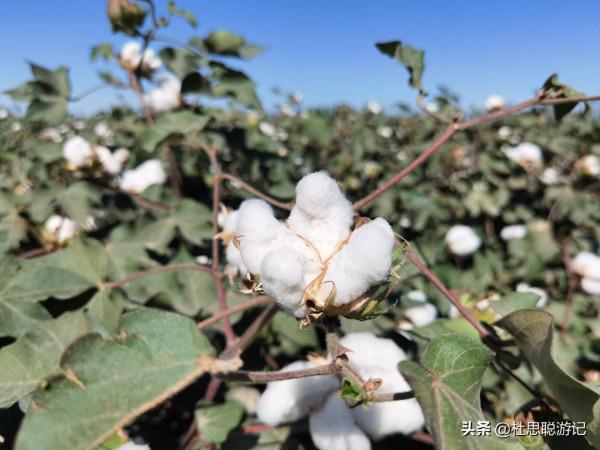 漢EV自駕新疆，離開新疆之前的兩個願望就是看棉花和吃羊肉串