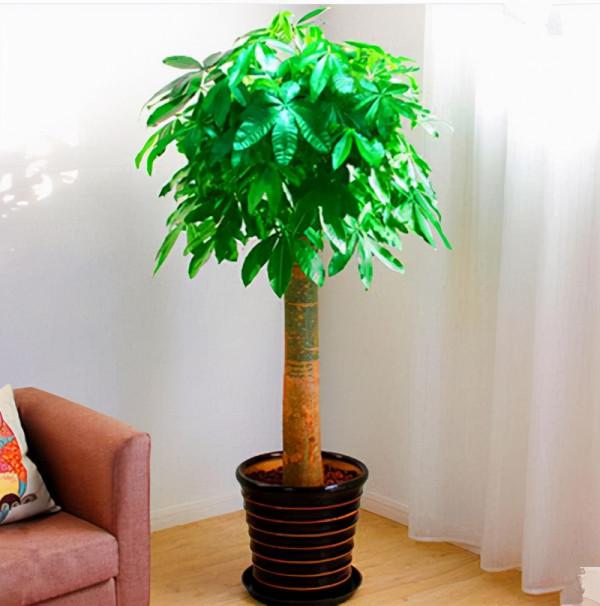 “窮養”5種花，用小花盆栽種，多曬少管更利於生長，又美又值錢