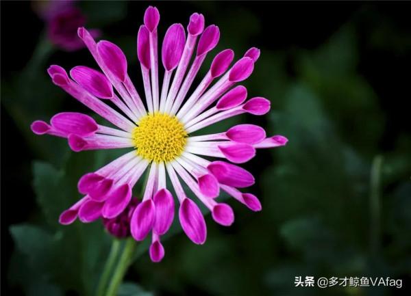 這些奇異的花卉，你喜歡哪種