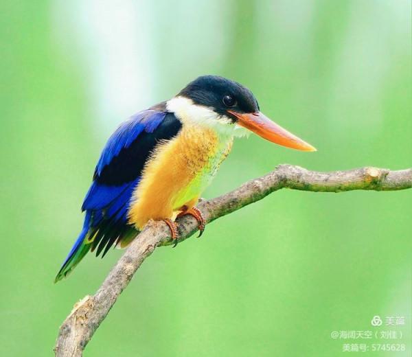 自然界中最美的鳥兒之一藍翡翠