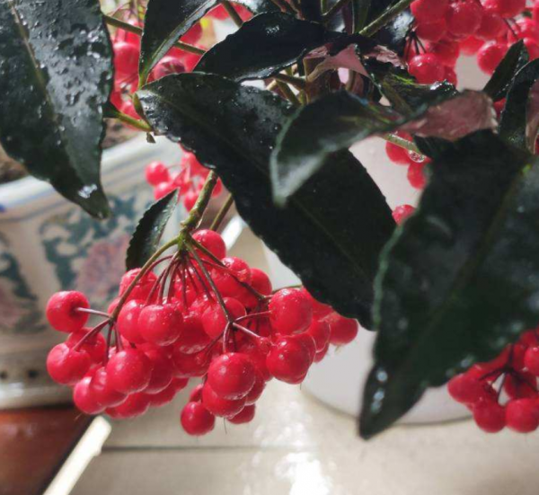 4種花是冬日裡的“開花機器”，花紅得像火，還有吉祥好兆頭