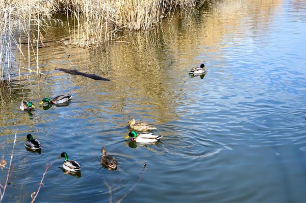 麗江小眾旅遊景點,雲南首個以“溼地”命名的保護區,景美人少 麗江小眾旅遊景點,雲南首個以“溼地”命名的保護區,景美人少