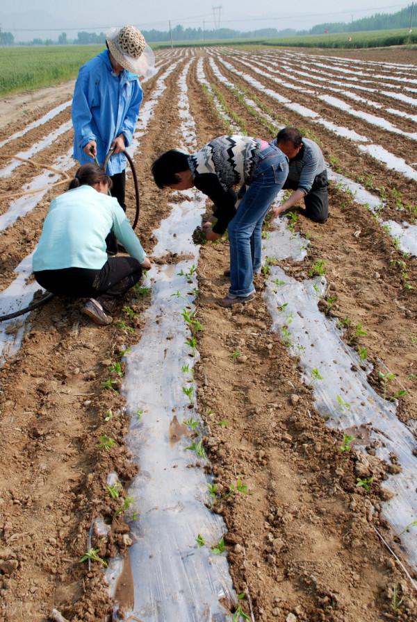 春節過後，吃什麼水果合適呢？
