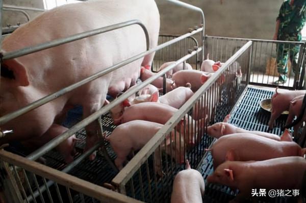 小豬誘食、補料是難題，學會這10招，輕鬆解決小豬吃料難的問題