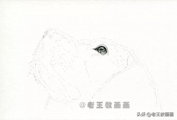 動物的毛髮怎麼畫？畫一隻狗狗，示範一下