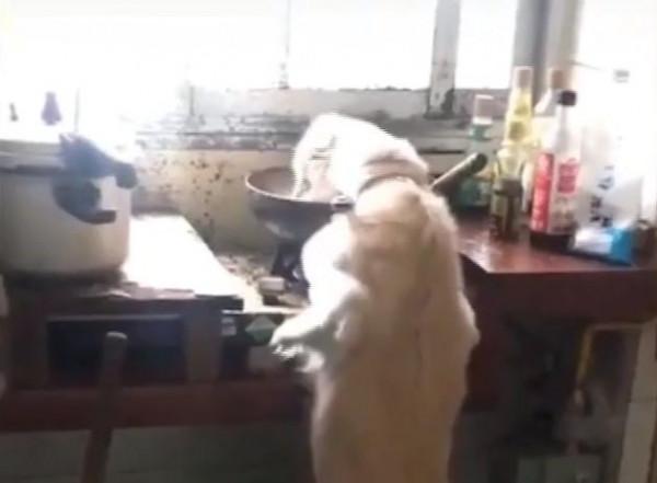 貴州一狗子趴主人鍋裡偷吃，吃完看看主人！網友：幫你嘗一下鹹淡