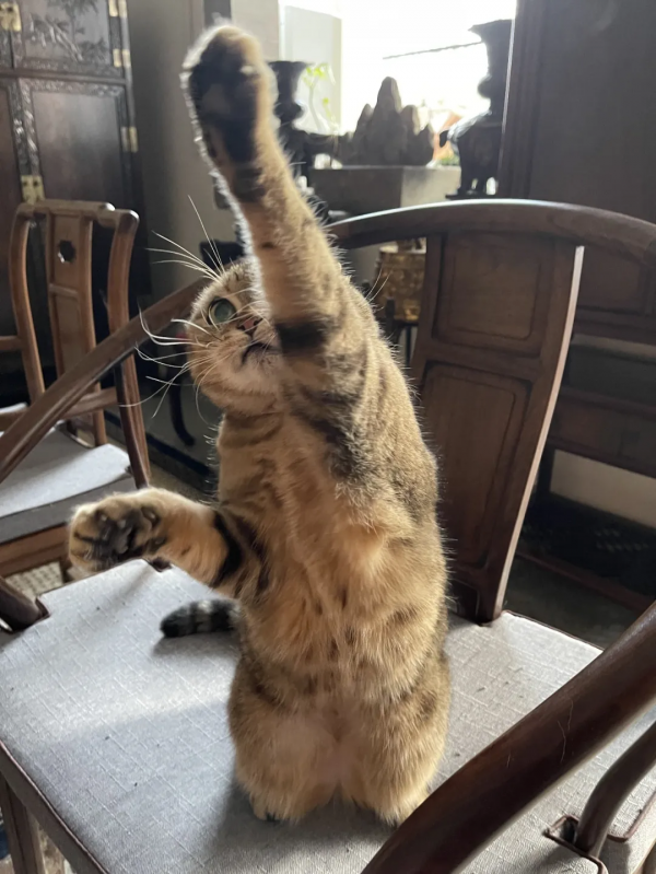 &OpenCurlyDoubleQuote;都督&rdquo;等你來搶！手慢無