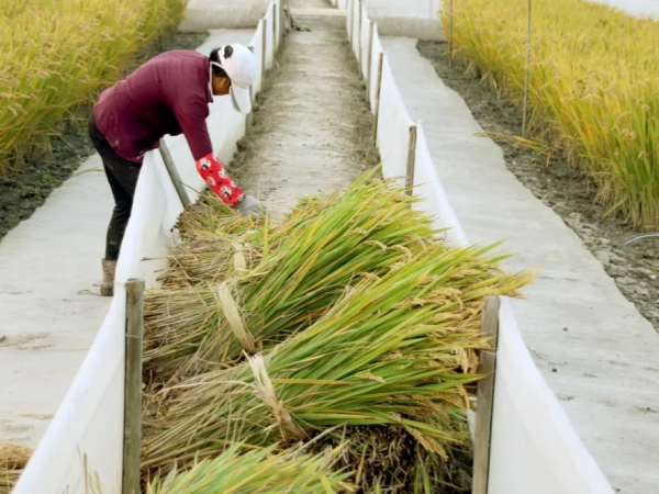 這裡的生態稻真值錢！稻田立體種養走出致富新路