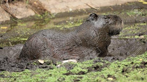 水豚如何在亞馬遜雨林中生存? 水豚如何在亞馬遜雨林中生存?