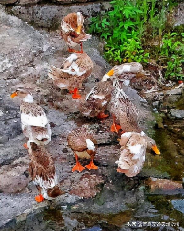 雙十一囤貨攻略