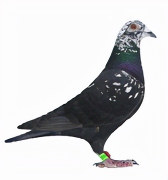 集鴿羽色分不清？看看這家鴿會發布的對照圖