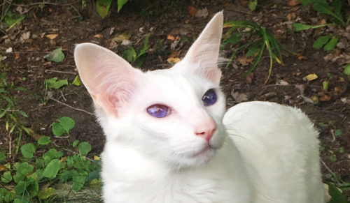 大橘擁有罕見瞳色，引發全網熱議：“全世界找不到第二隻！”