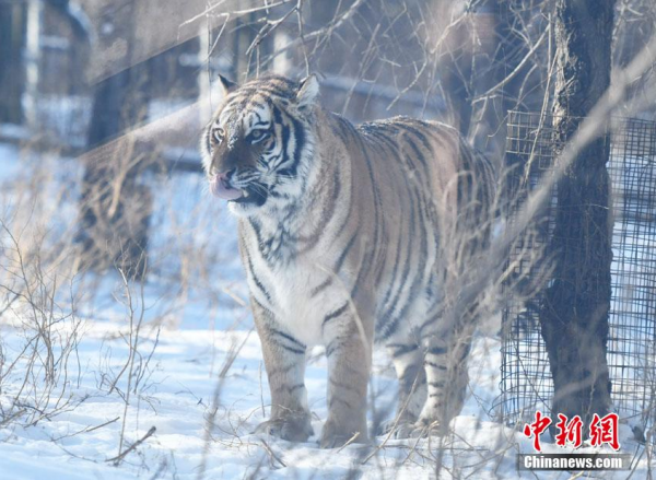 東北虎雪地撒歡賣萌