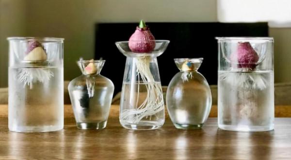 想要養好風信子，只需要一隻黑襪子