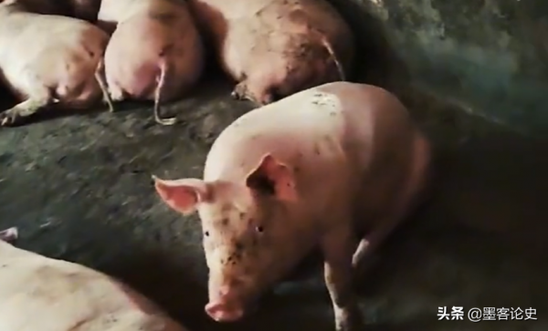 真實故事:江西56歲老農遇怪事,殺豬發現&quot;豬寶&quot;,專家調查揭開真相