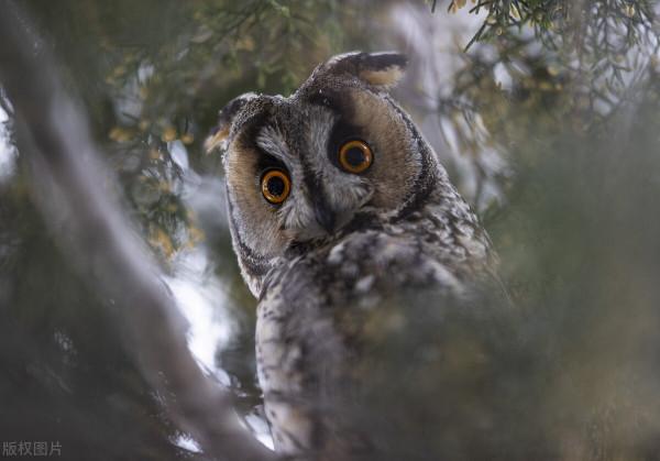 捉住2022年新年第一萌！土耳其長耳貓頭鷹站在樹上注視你