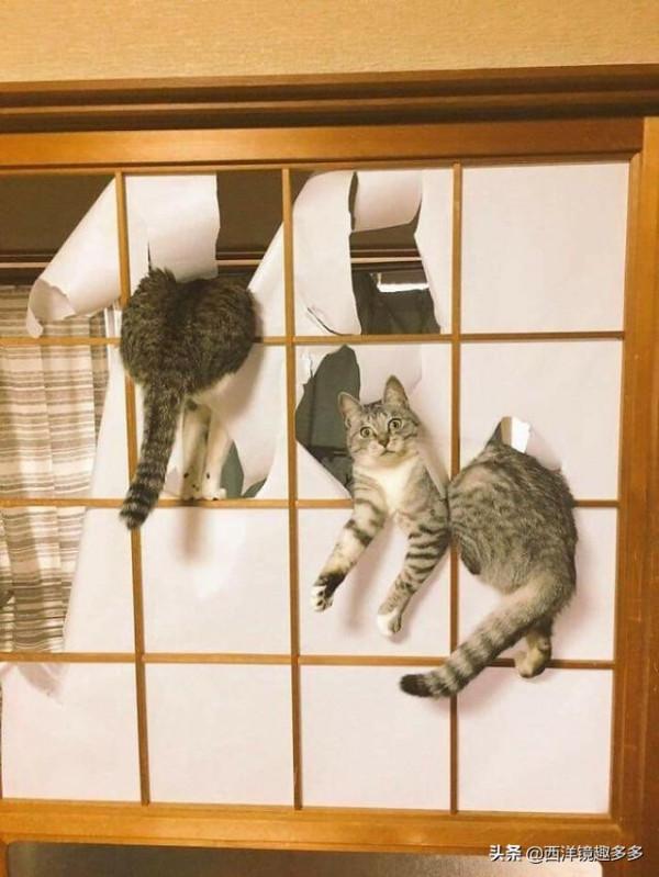 看了這些照片,你可得再要一隻貓了 看了這些照片,你可得再要一隻貓了