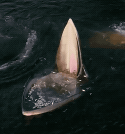 35張活久未見的照片，車走了冰還在原地，袋鼠打架像在鬥舞