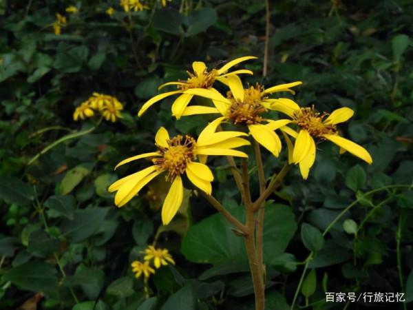 有風吹不倒,無風自輕搖—顛覆想象的大吳風草 有風吹不倒,無風自輕搖—顛覆想象的大吳風草