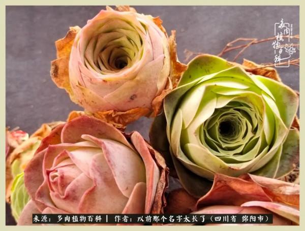 我只在乎你!以愛之名種下玫瑰一片 我只在乎你!以愛之名種下玫瑰一片