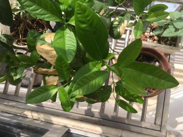 原來這種常見水果樹的葉子還能做香料?從種子到香料如此簡單 原來這種常見水果樹的葉子還能做香料?從種子到香料如此簡單