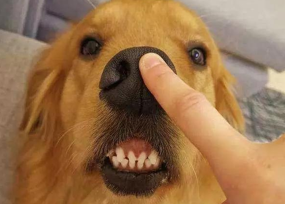 “粘人指數”五顆星的幾種狗狗,堪稱跟屁蟲 “粘人指數”五顆星的幾種狗狗,堪稱跟屁蟲