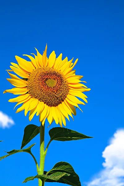 童年時的青岡山