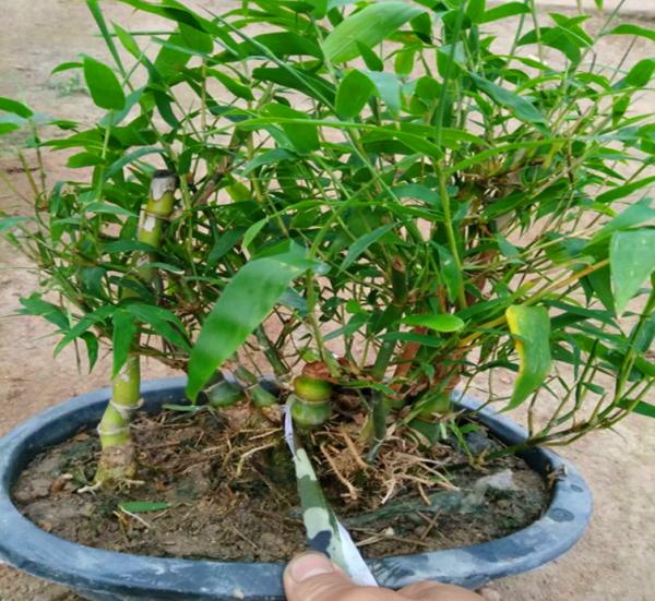 有1種畸形“醜竹子”，搖身一變成高階盆景，要比羅漢松還受歡迎