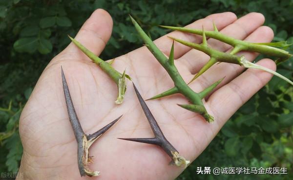 春季血瘀？介紹四味藥，簡單實用，活血、補血、散寒、通便