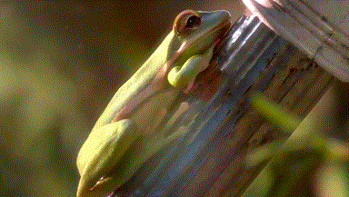 體重6斤多眼睛直徑2.5釐米，世上最大的蛙，蝌蚪跟鵝蛋差不多大