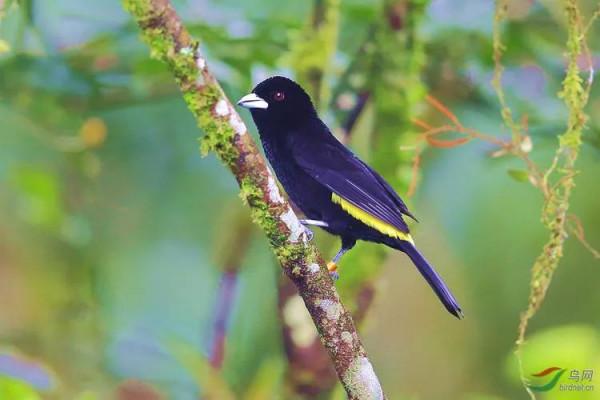 唐加拉雀集合，30只小小鳥