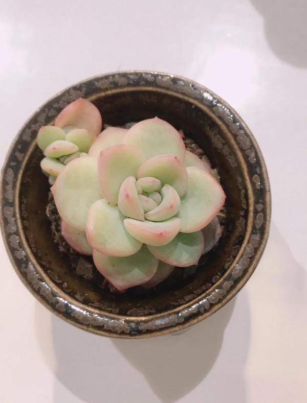 愛上多肉的煩惱