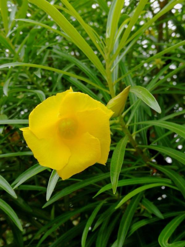 北海散記之花卉篇（下）