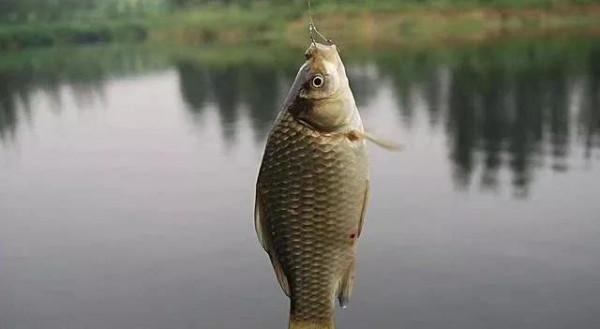 野釣:降溫兩天,突然升溫,到底好釣魚嗎?下文對你也許有幫助 野釣:降溫兩天,突然升溫,到底好釣魚嗎?下文對你也許有幫助