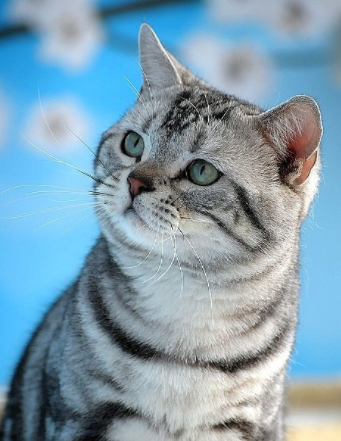 很難“伺候”的幾種貓,惹不起更哄不起 很難“伺候”的幾種貓,惹不起更哄不起