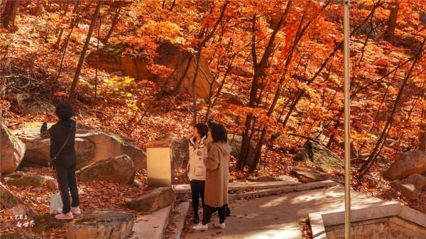 又快到了去本溪賞楓的季節，楓林谷是我退休以後每年都要去的地方