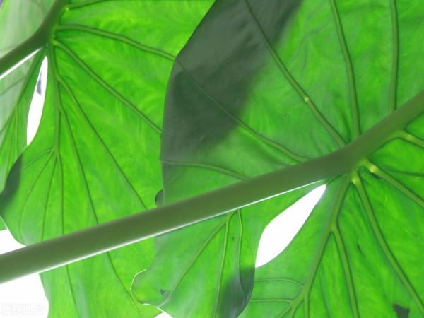 6種花葉子超大,養在客廳很有範,“吉祥”又美麗,深受主婦喜愛 6種花葉子超大,養在客廳很有範,“吉祥”又美麗,深受主婦喜愛