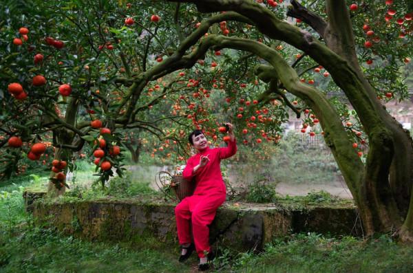 橘子紅了的時候 橘子紅了的時候