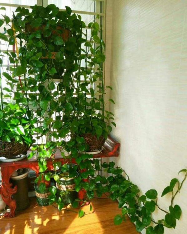 家裡光照少,可以養12種“陰性花”,“半陰地”更利於生長 家裡光照少,可以養12種“陰性花”,“半陰地”更利於生長