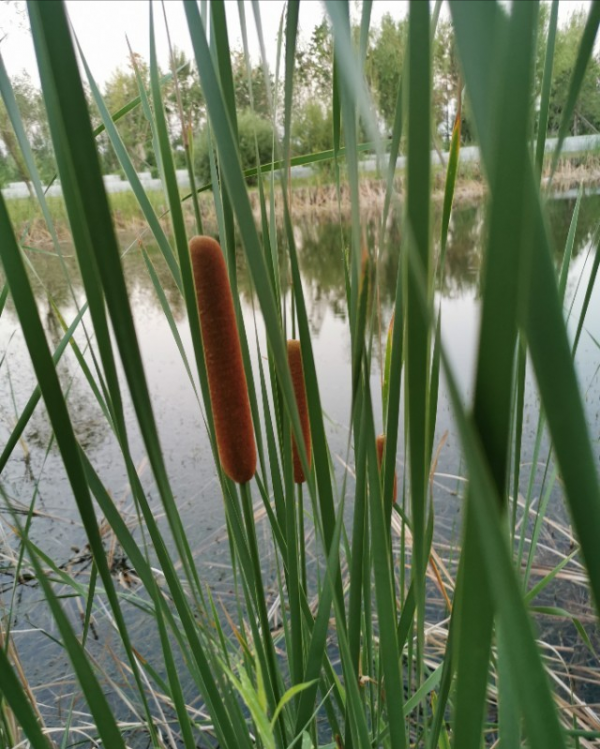 小時候常吃的9種“野果子”，現在還不認識？科普一下，滿是回憶