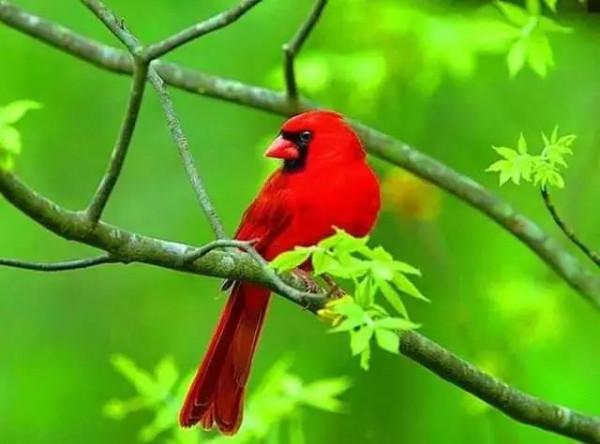 50只美麗的鳥兒，鳥語花香，鶯歌燕舞，真的太美了