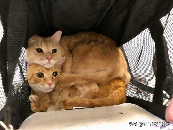 看了這些照片,你可得再要一隻貓了 看了這些照片,你可得再要一隻貓了