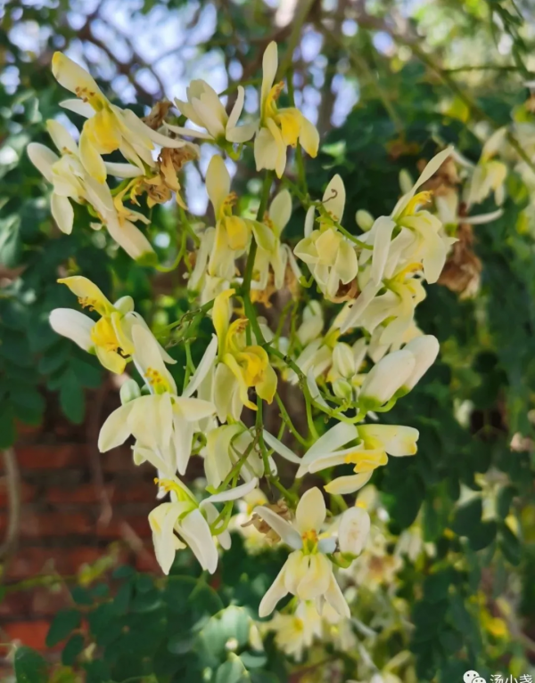 辣木樹：新興保健食材