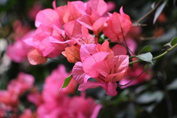 20種常見的“安全花”，家裡有孕婦小孩也不怕，無毒無害很安全