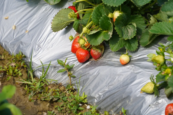 草莓、青棗、甘蔗等果物上新！快約好友一起過甜蜜新春